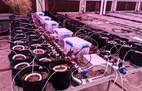 Wires and tubes lead in and out of pots in a greenhouse.