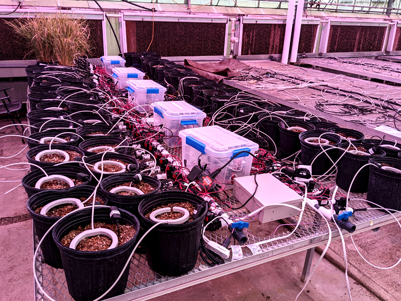 Wires and tubes lead in and out of pots in a greenhouse.