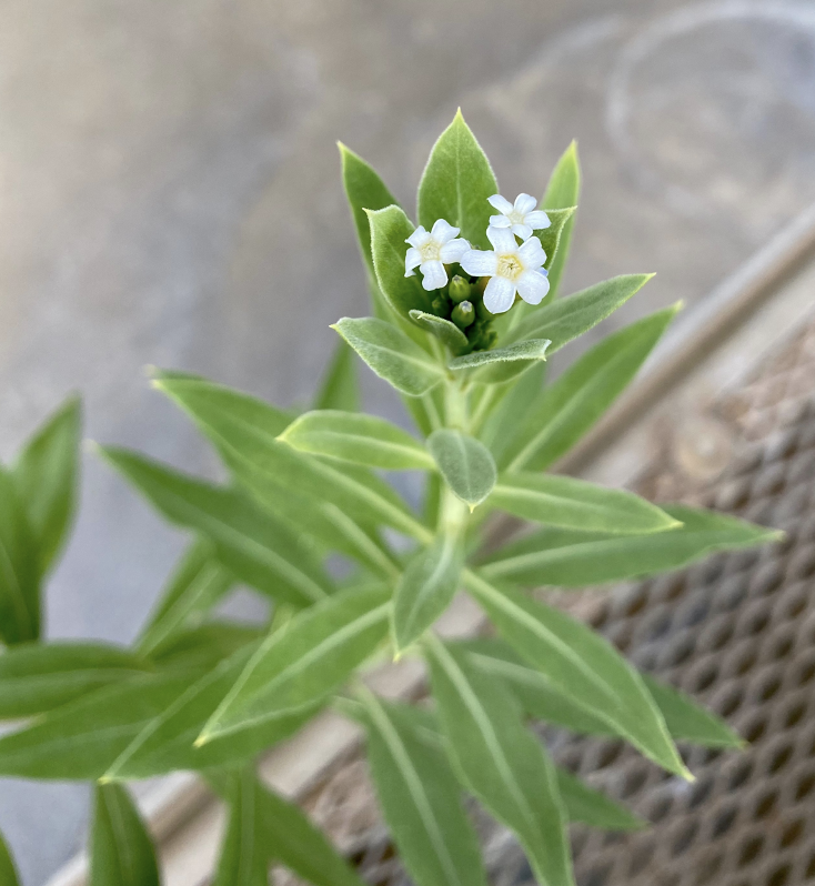 Rhazya Stricta plant in flower