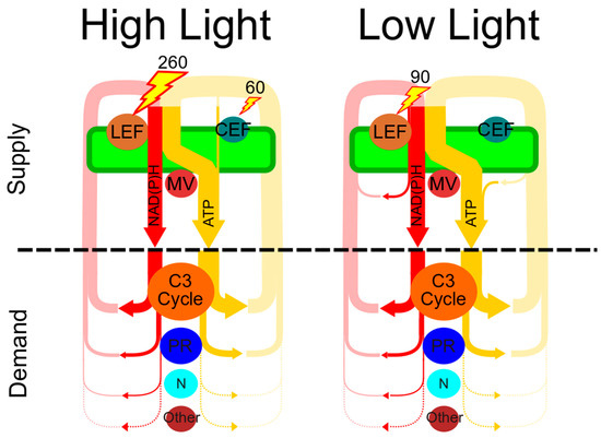 Colorful diagrams show how energy is used in a plant.