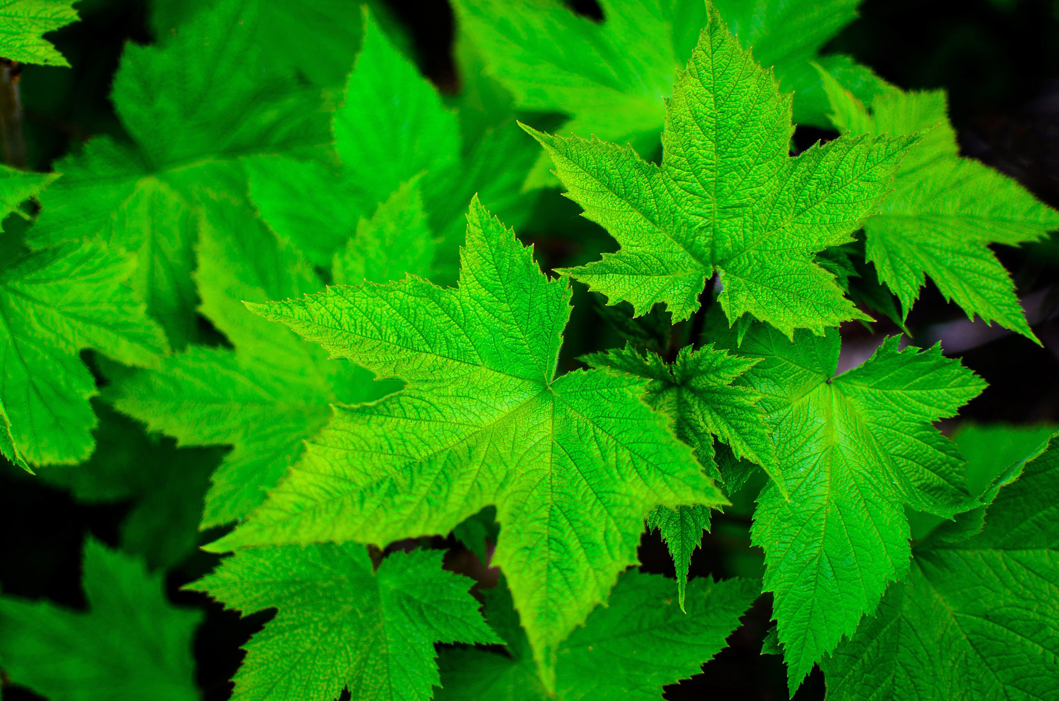 Big leaf