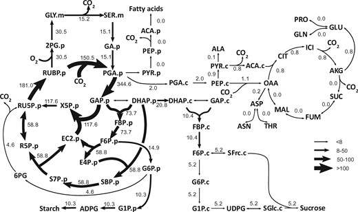 Arrows and labels representing flux through metabolism