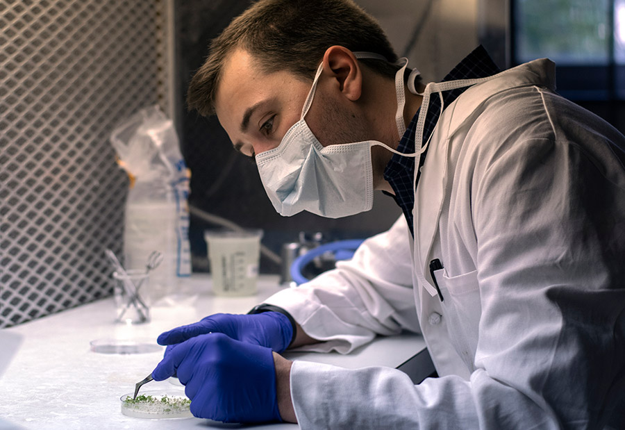 A masked scientist in a labcoat picks plants off a petree dish with tweezers