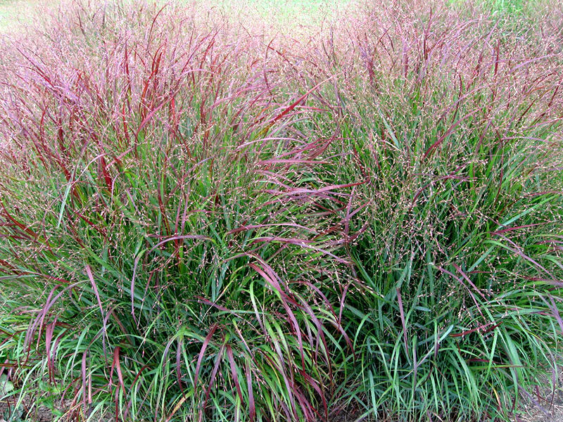 decorative plants grow in a front yard